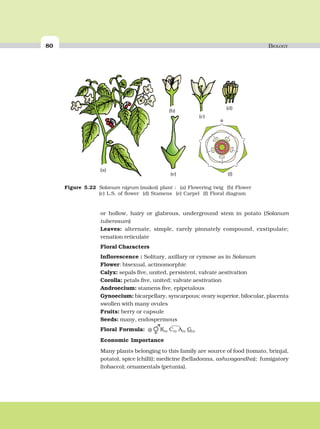 80 BIOLOGY
or hollow, hairy or glabrous, underground stem in potato (Solanum
tuberosum)
Leaves: alternate, simple, rarely pinnately compound, exstipulate;
venation reticulate
Floral Characters
Inflorescence : Solitary, axillary or cymose as in Solanum
Flower: bisexual, actinomorphic
Calyx: sepals five, united, persistent, valvate aestivation
Corolla: petals five, united; valvate aestivation
Androecium: stamens five, epipetalous
Gynoecium: bicarpellary, syncarpous; ovary superior, bilocular, placenta
swollen with many ovules
Fruits: berry or capsule
Seeds: many, endospermous
Floral Formula: ⊕
Economic Importance
Many plants belonging to this family are source of food (tomato, brinjal,
potato), spice (chilli); medicine (belladonna, ashwagandha); fumigatory
(tobacco); ornamentals (petunia).
(b)
(a)
(c)
(d)
(e) (f)
Figure 5.22 Solanum nigrum (makoi) plant : (a) Flowering twig (b) Flower
(c) L.S. of flower (d) Stamens (e) Carpel (f) Floral diagram
 