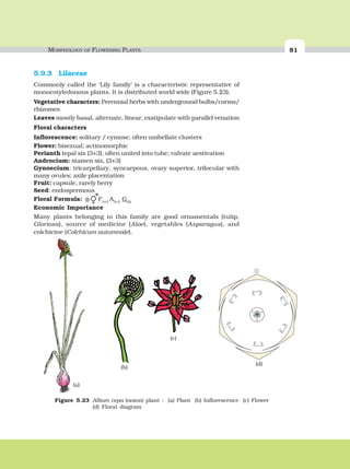 MORPHOLOGY OF FLOWERING PLANTS 81
(a)
(b)
(c)
(d)
Figure 5.23 Allium cepa (onion) plant : (a) Plant (b) Inflorescence (c) Flower
(d) Floral diagram
5.9.3 Lilaceae
Commonly called the ‘Lily family’ is a characteristic representative of
monocotyledonous plants. It is distributed world wide (Figure 5.23).
Vegetative characters: Perennial herbs with underground bulbs/corms/
rhizomes
Leaves mostly basal, alternate, linear, exstipulate with parallel venation
Floral characters
Inflorescence: solitary / cymose; often umbellate clusters
Flower: bisexual; actinomorphic
Perianth tepal six (3+3), often united into tube; valvate aestivation
Androcium: stamen six, (3+3)
Gynoecium: tricarpellary, syncarpous, ovary superior, trilocular with
many ovules; axile placentation
Fruit: capsule, rarely berry
Seed: endospermous
Floral Formula: ⊕ P3+3
A3+3
G(3)
Economic Importance
Many plants belonging to this family are good ornamentals (tulip,
Gloriosa), source of medicine (Aloe), vegetables (Asparagus), and
colchicine (Colchicum autumnale).
 