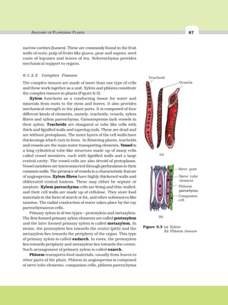 ANATOMY OF FLOWERING PLANTS 87
narrow cavities (lumen). These are commonly found in the fruit
walls of nuts; pulp of fruits like guava, pear and sapota; seed
coats of legumes and leaves of tea. Sclerenchyma provides
mechanical support to organs.
6.1.2.2 Complex Tissues
The complex tissues are made of more than one type of cells
and these work together as a unit. Xylem and phloem constitute
the complex tissues in plants (Figure 6.3).
Xylem functions as a conducting tissue for water and
minerals from roots to the stem and leaves. It also provides
mechanical strength to the plant parts. It is composed of four
different kinds of elements, namely, tracheids, vessels, xylem
fibres and xylem parenchyma. Gymnosperms lack vessels in
their xylem. Tracheids are elongated or tube like cells with
thick and lignified walls and tapering ends. These are dead and
are without protoplasm. The inner layers of the cell walls have
thickenings which vary in form. In flowering plants, tracheids
and vessels are the main water transporting elements. Vessel is
a long cylindrical tube-like structure made up of many cells
called vessel members, each with lignified walls and a large
central cavity. The vessel cells are also devoid of protoplasm.
Vessel members are interconnected through perforations in their
common walls. The presence of vessels is a characteristic feature
of angiosperms. Xylem fibres have highly thickened walls and
obliterated central lumens. These may either be septate or
aseptate. Xylem parenchyma cells are living and thin-walled,
and their cell walls are made up of cellulose. They store food
materials in the form of starch or fat, and other substances like
tannins. The radial conduction of water takes place by the ray
parenchymatous cells.
Primary xylem is of two types – protoxylem and metaxylem.
The first formed primary xylem elements are called protoxylem
and the later formed primary xylem is called metaxylem. In
stems, the protoxylem lies towards the centre (pith) and the
metaxylem lies towards the periphery of the organ. This type
of primary xylem is called endarch. In roots, the protoxylem
lies towards periphery and metaxylem lies towards the centre.
Such arrangement of primary xylem is called exarch.
Phloem transports food materials, usually from leaves to
other parts of the plant. Phloem in angiosperms is composed
of sieve tube elements, companion cells, phloem parenchyma
Phloem
parenchyma
Companion
cell
(b)
Sieve pore
Sieve tube
element
Figure 6.3 (a) Xylem
(b) Phloem tissues
(a)
Tracheid
Vessels
 