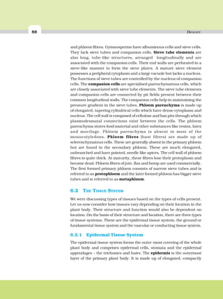 88 BIOLOGY
and phloem fibres. Gymnosperms have albuminous cells and sieve cells.
They lack sieve tubes and companion cells. Sieve tube elements are
also long, tube-like structures, arranged longitudinally and are
associated with the companion cells. Their end walls are perforated in a
sieve-like manner to form the sieve plates. A mature sieve element
possesses a peripheral cytoplasm and a large vacuole but lacks a nucleus.
The functions of sieve tubes are controlled by the nucleus of companion
cells. The companion cells are specialised parenchymatous cells, which
are closely associated with sieve tube elements. The sieve tube elements
and companion cells are connected by pit fields present between their
common longitudinal walls. The companion cells help in maintaining the
pressure gradient in the sieve tubes. Phloem parenchyma is made up
of elongated, tapering cylindrical cells which have dense cytoplasm and
nucleus. The cell wall is composed of cellulose and has pits through which
plasmodesmatal connections exist between the cells. The phloem
parenchyma stores food material and other substances like resins, latex
and mucilage. Phloem parenchyma is absent in most of the
monocotyledons. Phloem fibres (bast fibres) are made up of
sclerenchymatous cells. These are generally absent in the primary phloem
but are found in the secondary phloem. These are much elongated,
unbranched and have pointed, needle like apices. The cell wall of phloem
fibres is quite thick. At maturity, these fibres lose their protoplasm and
become dead. Phloem fibres of jute, flax and hemp are used commercially.
The first formed primary phloem consists of narrow sieve tubes and is
referred to as protophloem and the later formed phloem has bigger sieve
tubes and is referred to as metaphloem.
6.2 THE TISSUE SYSTEM
We were discussing types of tissues based on the types of cells present.
Let us now consider how tissues vary depending on their location in the
plant body. Their structure and function would also be dependent on
location. On the basis of their structure and location, there are three types
of tissue systems. These are the epidermal tissue system, the ground or
fundamental tissue system and the vascular or conducting tissue system.
6.2.1 Epidermal Tissue System
The epidermal tissue system forms the outer-most covering of the whole
plant body and comprises epidermal cells, stomata and the epidermal
appendages – the trichomes and hairs. The epidermis is the outermost
layer of the primary plant body. It is made up of elongated, compactly
 