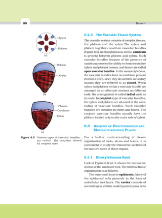 90 BIOLOGY
6.2.3 The Vascular Tissue System
The vascular system consists of complex tissues,
the phloem and the xylem.The xylem and
phloem together constitute vascular bundles
(Figure 6.5). In dicotyledonous stems, cambium
is present between phloem and xylem. Such
vascular bundles because of the presence of
cambium possess the ability to form secondary
xylem and phloem tissues, and hence are called
open vascular bundles. In the monocotyledons,
the vascular bundles have no cambium present
in them. Hence, since they do not form secondary
tissues they are referred to as closed. When
xylem and phloem within a vascular bundle are
arranged in an alternate manner on different
radii, the arrangement is called radial such as
in roots. In conjoint type of vascular bundles,
the xylem and phloem are situated at the same
radius of vascular bundles. Such vascular
bundles are common in stems and leaves. The
conjoint vascular bundles usually have the
phloem located only on the outer side of xylem.
6.3 ANATOMY OF DICOTYLEDONOUS AND
MONOCOTYLEDONOUS PLANTS
For a better understanding of tissue
organisation of roots, stems and leaves, it is
convenient to study the transverse sections of
the mature zones of these organs.
6.3.1 Dicotyledonous Root
Look at Figure 6.6 (a), it shows the transverse
section of the sunflower root. The internal tissue
organisation is as follows:
The outermost layer is epidermis. Many of
the epidermal cells protrude in the form of
unicellular root hairs. The cortex consists of
several layers of thin-walled parenchyma cells
Figure 6.5 Various types of vascular bundles :
(a) radial (b) conjoint closed
(c) conjoint open
 
