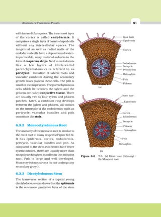 ANATOMY OF FLOWERING PLANTS 91
with intercellular spaces. The innermost layer
of the cortex is called endodermis. It
comprises a single layer of barrel-shaped cells
without any intercellular spaces. The
tangential as well as radial walls of the
endodermal cells have a deposition of water-
impermeable, waxy material-suberin-in the
form of casparian strips. Next to endodermis
lies a few layers of thick-walled
parenchyomatous cells referred to as
pericycle. Initiation of lateral roots and
vascular cambium during the secondary
growth takes place in these cells. The pith is
small or inconspicuous. The parenchymatous
cells which lie between the xylem and the
phloem are called conjuctive tissue. There
are usually two to four xylem and phloem
patches. Later, a cambium ring develops
between the xylem and phloem. All tissues
on the innerside of the endodermis such as
pericycle, vascular bundles and pith
constitute the stele.
6.3.2 Monocotyledonous Root
The anatomy of the monocot root is similar to
the dicot root in many respects (Figure 6.6 b).
It has epidermis, cortex, endodermis,
pericycle, vascular bundles and pith. As
compared to the dicot root which have fewer
xylem bundles, there are usually more than
six (polyarch) xylem bundles in the monocot
root. Pith is large and well developed.
Monocotyledonous roots do not undergo any
secondary growth.
6.3.3 Dicotyledonous Stem
The transverse section of a typical young
dicotyledonous stem shows that the epidermis
is the outermost protective layer of the stem
Root hair
Epidermis
Cortex
Endodermis
Protoxylem
Metaxylem
Pith
Phloem
(a)
Pericycle
Root hair
Cortex
Endodermis
Phloem
Protoxylem
Pith
Metaxylem
(b)
Epidermis
Pericycle
Figure 6.6 T.S (a) Dicot root (Primary) :
(b) Monocot root
 