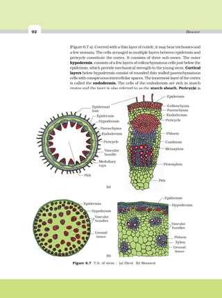 92 BIOLOGY
(Figure 6.7 a). Covered with a thin layer of cuticle, it may bear trichomes and
a few stomata. The cells arranged in multiple layers between epidermis and
pericycle constitute the cortex. It consists of three sub-zones. The outer
hypodermis, consists of a few layers of collenchymatous cells just below the
epidermis, which provide mechanical strength to the young stem. Cortical
layers below hypodermis consist of rounded thin walled parenchymatous
cells with conspicuous intercellular spaces. The innermost layer of the cortex
is called the endodermis. The cells of the endodermis are rich in starch
grains and the layer is also referred to as the starch sheath. Pericycle is
Figure 6.7 T.S. of stem : (a) Dicot (b) Monocot
 