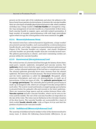 ANATOMY OF FLOWERING PLANTS 93
present on the inner side of the endodermis and above the phloem in the
form of semi-lunar patches of sclerenchyma. In between the vascular bundles
thereareafewlayersofradiallyplacedparenchymatouscells,whichconstitute
medullary rays. A large number of vascular bundles are arranged in a ring ;
the ‘ring’ arrangement of vascular bundles is a characteristic of dicot stem.
Each vascular bundle is conjoint, open, and with endarch protoxylem. A
large number of rounded, parenchymatous cells with large intercellular
spaces which occupy the central portion of the stem constitute the pith.
6.3.4 Monocotyledonous Stem
The monocot stem has a sclerenchymatous hypodermis, a large number
of scattered vascular bundles, each surrounded by a sclerenchymatous
bundle sheath, and a large, conspicuous parenchymatous ground tissue
(Figure 6.7b). Vascular bundles are conjoint and closed. Peripheral
vascular bundles are generally smaller than the centrally located ones.
The phloem parenchyma is absent, and water-containing cavities are
present within the vascular bundles.
6.3.5 Dorsiventral (Dicotyledonous) Leaf
The vertical section of a dorsiventral leaf through the lamina shows three
main parts, namely, epidermis, mesophyll and vascular system. The
epidermis which covers both the upper surface (adaxial epidermis) and
lower surface (abaxial epidermis) of the leaf has a conspicuous cuticle.
The abaxial epidermis generally bears more stomata than the adaxial
epidermis. The latter may even lack stomata. The tissue between the upper
and the lower epidermis is called the mesophyll. Mesophyll, which
possesses chloroplasts and carry out photosynthesis, is made up of
parenchyma. It has two types of cells – the palisade parenchyma and
the spongy parenchyma. The adaxially placed palisade parenchyma is
made up of elongated cells, which are arranged vertically and parallel to
each other. The oval or round and loosely arranged spongy parenchyma
is situated below the palisade cells and extends to the lower epidermis.
There are numerous large spaces and air cavities between these cells.
Vascular system includes vascular bundles, which can be seen in the
veins and the midrib. The size of the vascular bundles are dependent on
the size of the veins. The veins vary in thickness in the reticulate venation
of the dicot leaves. The vascular bundles are surrounded by a layer of
thick walled bundle sheath cells. Look at Figure 6.8 (a) and find the
position of xylem in the vascular bundle.
6.3.6 Isobilateral (Monocotyledonous) Leaf
The anatomy of isobilateral leaf is similar to that of the dorsiventral leaf in
many ways. It shows the following characteristic differences. In an
 