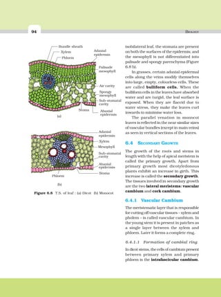 94 BIOLOGY
isobilateral leaf, the stomata are present
on both the surfaces of the epidermis; and
the mesophyll is not differentiated into
palisade and spongy parenchyma (Figure
6.8 b).
In grasses, certain adaxial epidermal
cells along the veins modify themselves
into large, empty, colourless cells. These
are called bulliform cells. When the
bulliform cells in the leaves have absorbed
water and are turgid, the leaf surface is
exposed. When they are flaccid due to
water stress, they make the leaves curl
inwards to minimise water loss.
The parallel venation in monocot
leaves is reflected in the near similar sizes
of vascular bundles (except in main veins)
as seen in vertical sections of the leaves.
6.4 SECONDARY GROWTH
The growth of the roots and stems in
length with the help of apical meristem is
called the primary growth. Apart from
primary growth most dicotyledonous
plants exhibit an increase in girth. This
increase is called the secondary growth.
The tissues involved in secondary growth
are the two lateral meristems: vascular
cambium and cork cambium.
6.4.1 Vascular Cambium
The meristematic layer that is responsible
for cutting off vascular tissues – xylem and
pholem – is called vascular cambium. In
the young stem it is present in patches as
a single layer between the xylem and
phloem. Later it forms a complete ring.
6.4.1.1 Formation of cambial ring
In dicot stems, the cells of cambium present
between primary xylem and primary
phloem is the intrafascicular cambium.
Figure 6.8 T.S. of leaf : (a) Dicot (b) Monocot
 