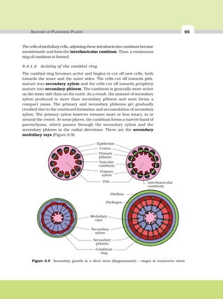 ANATOMY OF FLOWERING PLANTS 95
The cells of medullary cells, adjoining these intrafascicular cambium become
meristematic and form the interfascicular cambium. Thus, a continuous
ring of cambium is formed.
6.4.1.2 Activity of the cambial ring
The cambial ring becomes active and begins to cut off new cells, both
towards the inner and the outer sides. The cells cut off towards pith,
mature into secondary xylem and the cells cut off towards periphery
mature into secondary phloem. The cambium is generally more active
on the inner side than on the outer. As a result, the amount of secondary
xylem produced is more than secondary phloem and soon forms a
compact mass. The primary and secondary phloems get gradually
crushed due to the continued formation and accumulation of secondary
xylem. The primary xylem however remains more or less intact, in or
around the centre. At some places, the cambium forms a narrow band of
parenchyma, which passes through the secondary xylem and the
secondary phloem in the radial directions. These are the secondary
medullary rays (Figure 6.9).
Figure 6.9 Secondary growth in a dicot stem (diagrammatic) – stages in transverse views
 