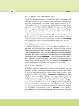 96 BIOLOGY
6.4.1.3 Spring wood and autumn wood
The activity of cambium is under the control of many physiological and
environmental factors. In temperate regions, the climatic conditions are
not uniform through the year. In the spring season, cambium is very
active and produces a large number of xylary elements having vessels
with wider cavities. The wood formed during this season is called spring
wood or early wood. In winter, the cambium is less active and forms
fewer xylary elements that have narrow vessels, and this wood is called
autumn wood or late wood.
The spring wood is lighter in colour and has a lower density whereas
the autumn wood is darker and has a higher density. The two kinds of
woods that appear as alternate concentric rings, constitute an annual ring.
Annual rings seen in a cut stem give an estimate of the age of the tree.
6.4.1.4 Heartwood and sapwood
In old trees, the greater part of secondary xylem is dark brown due to
deposition of organic compounds like tannins, resins, oils, gums, aromatic
substances and essential oils in the central or innermost layers of the stem.
These substances make it hard, durable and resistant to the attacks of micro-
organisms and insects. This region comprises dead elements with highly
lignified walls and is called heartwood. The heartwood does not conduct
water but it gives mechanical support to the stem. The peripheral region of
the secondary xylem, is lighter in colour and is known as the sapwood. It is
involved in the conduction of water and minerals from root to leaf.
6.4.2 Cork Cambium
As the stem continues to increase in girth due to the activity of vascular
cambium, the outer cortical and epidermis layers get broken and need to
be replaced to provide new protective cell layers. Hence, sooner or later,
another meristematic tissue called cork cambium or phellogen develops,
usually in the cortex region. Phellogen is a couple of layers thick. It is
made of narrow, thin-walled and nearly rectangular cells. Phellogen cuts
off cells on both sides. The outer cells differentiate into cork or phellem
while the inner cells differentiate into secondary cortex or phelloderm.
The cork is impervious to water due to suberin deposition in the cell wall.
The cells of secondary cortex are parenchymatous. Phellogen, phellem,
and phelloderm are collectively known as periderm. Due to activity of
the cork cambium, pressure builds up on the remaining layers peripheral
 