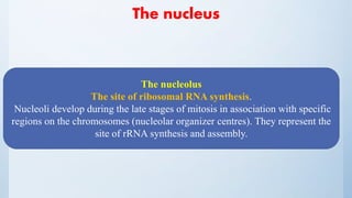 The nucleus
The nucleolus
The site of ribosomal RNA synthesis.
Nucleoli develop during the late stages of mitosis in association with specific
regions on the chromosomes (nucleolar organizer centres). They represent the
site of rRNA synthesis and assembly.
 