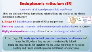 Endoplasmic reticulum (ER)
A network of bilayered phospholipid membranes
They are constantly being formed and reformed and are similar to the plasma
membrane in structure.
1. Rough ER has ribosomes (made of RNA and protein),
Function: secretory, lysosomal, and membrane protein assimilation on its surface
Highly developed in secretory cells such as the lacrimal gland acinar cell.
In the rough ER, newly synthesized proteins come from the ribosome and
enter the ER, where they are post- translationally folded.
These are made ready for secretion via the Golgi apparatus by vacuolar
budding and fusion with the plasma membrane for exocytosis.
 