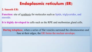 Endoplasmic reticulum (ER)
2. Smooth ER:
Function: site of synthesis for molecules such as lipids, triglycerides, and
steroids.
It is highly developed in cells such as the RPE and meibomian gland cells.
During telophase, when a series of flat vesicles surround the chromosomes and
fuse at their edges, the ER forms the nuclear envelope.
 