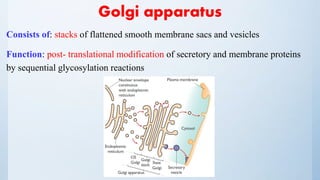 Golgi apparatus
Consists of: stacks of flattened smooth membrane sacs and vesicles
Function: post- translational modification of secretory and membrane proteins
by sequential glycosylation reactions
 