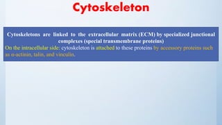 Cytoskeleton
Cytoskeletons are linked to the extracellular matrix (ECM) by specialized junctional
complexes (special transmembrane proteins)
On the intracellular side: cytoskeleton is attached to these proteins by accessory proteins such
as α-actinin, talin, and vinculin.
 