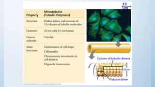 Table 6-1a
10
µm
Column of tubulin dimers
Tubulin dimer 
25 nm
 