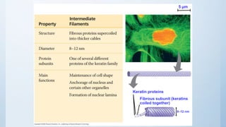 Table 6-1c
5 µm
Keratin proteins
Fibrous subunit (keratins
coiled together)
8–12 nm
 
