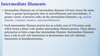 Intermediate filaments
• Intermediate filaments are of intermediate diameter (10 nm), hence the name.
There is greater heterogeneity than in microfilaments and microtubules. A
greater variety of proteins make up the intermediate filaments, e.g. nuclear
laminin, vimentin, keratins, and neurofilaments.
• Each intermediate filament protein has an α-helix core of 310 amino acids
which forms a dimer with another intermediate filament protein. These dimers
polymerize to form a rope-like intermediate filament. Intermediate filaments
have a role in cell–cell interactions in desmosomes and cell–substrate
interactions in hemidesmosomes.
 