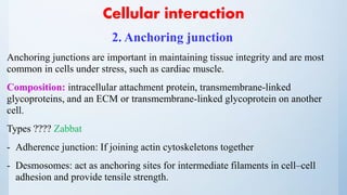 Cellular interaction
2. Anchoring junction
Anchoring junctions are important in maintaining tissue integrity and are most
common in cells under stress, such as cardiac muscle.
Composition: intracellular attachment protein, transmembrane-linked
glycoproteins, and an ECM or transmembrane-linked glycoprotein on another
cell.
Types ???? Zabbat
- Adherence junction: If joining actin cytoskeletons together
- Desmosomes: act as anchoring sites for intermediate filaments in cell–cell
adhesion and provide tensile strength.
 