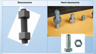 Hemi-desosomeDesomsome
 
