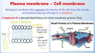 Plasma membrane = Cell membrane
Biological membrane that separates the interior of all cells from the outside
environment (passage through it, is selective)
Composed of: a phospholipid bilayer in which membrane proteins float.
 