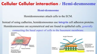 Cellular Cellular interaction / Hemi-desmosome
Hemi-desmosome
Hemidesmosomes attach cells to the ECM.
Instead of using cadherins, hemidesmosomes use integrin cell adhesion proteins.
Hemidesmosomes are asymmetrical and are found in epithelial cells, generally
connecting the basal aspect of cells to the basement membrane.
 