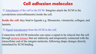 Cell adhesion molecules
 Attachment of the cell to the ECM: Integrins attach the ECM to the
cytoskeleton (microfilaments) inside the cell.
Inside the cell: they bind to ligands e.g. fibronectin, vitronectin, collagen, and
laminin.
 Signal transduction from the ECM to the cell.
Connection with ECM molecules can cause a signal to be relayed into the cell
through protein kinases that are indirectly and temporarily connected with the
intracellular end of the integrin molecule, following shape changes directly
stimulated by ECM binding.
 