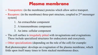 Plasma membrane
– Transporters: (in the membrane) proteins which allow active transport.
– Receptors: (in the membrane) three-part structure, coupled to 2nd messenger
system]
1. An extracellular component
2. A transmembrane component
3. An intra- cellular component
– The cell surface is irregularly pitted with invaginations and evaginations.
These include specialized structures for endocytosis and exocytosis.
– Other specializations (depending on the role of the cell) for example:
Rod photoreceptor: develops an evagination of the plasma membrane, which
folds upon itself many times to form stacked membranous discs.
 