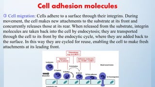 Cell adhesion molecules
 Cell migration: Cells adhere to a surface through their integrins. During
movement, the cell makes new attachments to the substrate at its front and
concurrently releases those at its rear. When released from the substrate, integrin
molecules are taken back into the cell by endocytosis; they are transported
through the cell to its front by the endocytic cycle, where they are added back to
the surface. In this way they are cycled for reuse, enabling the cell to make fresh
attachments at its leading front.
 