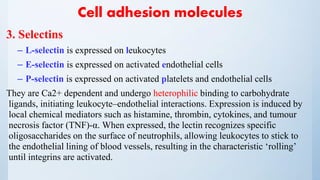 Cell adhesion molecules
3. Selectins
– L-selectin is expressed on leukocytes
– E-selectin is expressed on activated endothelial cells
– P-selectin is expressed on activated platelets and endothelial cells
They are Ca2+ dependent and undergo heterophilic binding to carbohydrate
ligands, initiating leukocyte–endothelial interactions. Expression is induced by
local chemical mediators such as histamine, thrombin, cytokines, and tumour
necrosis factor (TNF)-α. When expressed, the lectin recognizes specific
oligosaccharides on the surface of neutrophils, allowing leukocytes to stick to
the endothelial lining of blood vessels, resulting in the characteristic ‘rolling’
until integrins are activated.
 