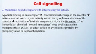 Cell signalling
2. Membrane-bound receptors with integral enzyme activity
Agonists binding to this receptor  conformational change in the receptor 
activates an intrinsic enzyme activity within the cytoplasmic domain of the
receptor  activation of intrinsic enzyme activity is the formation of an
intracellular chemical ‘second messenger’ (e.g. cyclic guanosine
monophosphate, cGMP) or direct action on cytoplasmic proteins by
phosphorylation or dephosphorylation
 
