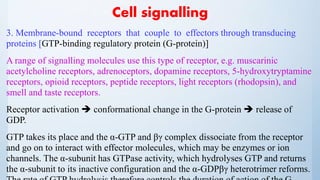 Cell signalling
3. Membrane-bound receptors that couple to effectors through transducing
proteins [GTP-binding regulatory protein (G-protein)]
A range of signalling molecules use this type of receptor, e.g. muscarinic
acetylcholine receptors, adrenoceptors, dopamine receptors, 5-hydroxytryptamine
receptors, opioid receptors, peptide receptors, light receptors (rhodopsin), and
smell and taste receptors.
Receptor activation  conformational change in the G-protein  release of
GDP.
GTP takes its place and the α-GTP and βγ complex dissociate from the receptor
and go on to interact with effector molecules, which may be enzymes or ion
channels. The α-subunit has GTPase activity, which hydrolyses GTP and returns
the α-subunit to its inactive configuration and the α-GDPβγ heterotrimer reforms.
 