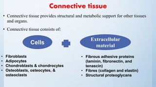 Connective tissue
• Connective tissue provides structural and metabolic support for other tissues
and organs.
• Connective tissue consists of:
Cells
Extracellular
material
• Fibroblasts
• Adipocytes
• Chondroblasts & chondrocytes
• Osteoblasts, osteocytes, &
osteoclasts
• Fibrous adhesive proteins
(laminin, fibronectin, and
tenascin)
• Fibres (collagen and elastin)
• Structural proteoglycans
 