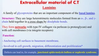 Extracellular material of C.T
Laminins
A family of glycoproteins that are an important component of the basal lamina.
Structure: They are large heterotrimeric molecules formed from an α-, β-, and γ-
chain held together in a cross shape by disulphide bonds.
They form networks with type IV collagen via perlecan (a proteoglycan) and
with cell membranes (via integrin receptors)
Function:
- Anchoring cell surfaces to basement membrane.
- Involved in cell growth, migration, differentiation and proliferation*
Defects can lead to, for example, junctional epidermolysis bullosa or nephrotic syndrome.
 