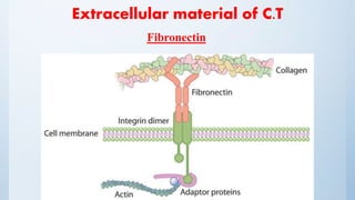 Extracellular material of C.T
Fibronectin
 