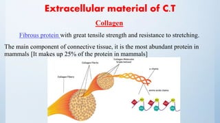 Extracellular material of C.T
Collagen
Fibrous protein with great tensile strength and resistance to stretching.
The main component of connective tissue, it is the most abundant protein in
mammals [It makes up 25% of the protein in mammals]
 