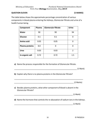 Ministry of Education Puntland National Examinations Board
Form Four Biology Examination, May 2014
16 © PNEB2014
QUESTION ELEVEN (5 MARKS)
The table below shows the approximate percentage concentration of various
components in blood plasma entering the kidneys, Glomerular filtrate and urine of a
health human being.
Component Plasma Glomerular filtrate Urine
Water 90 90 94
Glucose 0.1 0.1 0
Amino acid 0.05 0.05 0
Plasma proteins 8.0 0 0
Urea 0.03 0.03 2
In-organic salt 0.72 0.72 1.5
a) Name the process responsible for the formation of Glomerular filtrate.
_____________________________________________________________ (1 Mark)
b) Explain why there is no plasma proteins in the Glomerular filtrate?
___________________________________________________________________
__________________________________________________________ (2 Marks)
c) Besides plasma proteins, what other component of blood is absent in the
Glomerular filtrate?
_________________________________________________________ (1 Mark)
d) Name the hormone that controls the re-absorption of sodium ions in the kidneys.
_________________________________________________________ (1 Mark)
 