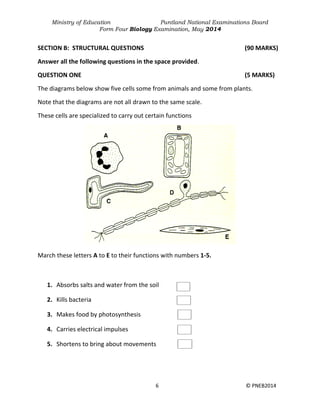 Ministry of Education Puntland National Examinations Board
Form Four Biology Examination, May 2014
6 © PNEB2014
SECTION B: STRUCTURAL QUESTIONS (90 MARKS)
Answer all the following questions in the space provided.
QUESTION ONE (5 MARKS)
The diagrams below show five cells some from animals and some from plants.
Note that the diagrams are not all drawn to the same scale.
These cells are specialized to carry out certain functions
March these letters A to E to their functions with numbers 1-5.
1. Absorbs salts and water from the soil
2. Kills bacteria
3. Makes food by photosynthesis
4. Carries electrical impulses
5. Shortens to bring about movements
 