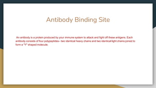 Antibody Binding Site
An antibody is a protein produced by your immune system to attack and fight off these antigens. Each
antibody consists of four polypeptides– two identical heavy chains and two identical light chains joined to
form a "Y" shaped molecule.
 