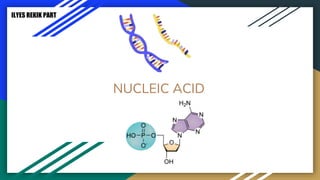 NUCLEIC ACID
● Large molecules that is built by aminoacid(with different properties)
● Protein carbon chainit consistsof amino group(nh2),carboxylic(cooh)andside chain
ILYES REKIK PART
 
