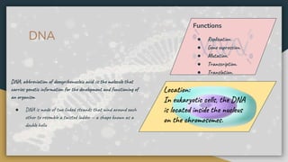 DNA, abbreviation of deoxyribonucleic acid :is the molecule that
carries genetic information for the development and functioning of
an organism
● DNA is made of two linked strands that wind around each
other to resemble a twisted ladder — a shape known as a
double helix
Location:
In eukaryotic cells, the DNA
is located inside the nucleus
on the chromosomes.
Functions
● Replication.
● Gene expression.
● Mutation.
● Transcription.
● Translation.
DNA
 