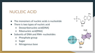NUCLEIC ACID
● The monomers of nucleic acids is nucleotide
● There is two types of nucleic acid
○ Deoxyribonucleic acid(DNA)
○ Ribonucleic acid(RNA)
● Subunits of DNA and RNA- nucleotides
○ Phosphate group
○ Sugar
○ Nitrogenous base
 