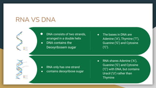 RNA VS DNA
● RNA shares Adenine (‘A’),
Guanine (‘G’) and Cytosine
(‘C’) with DNA, but contains
Uracil (‘U’) rather than
Thymine
● RNA only has one strand
● contains deoxyribose sugar
● The bases in DNA are
Adenine (‘A’), Thymine (‘T’),
Guanine (‘G’) and Cytosine
(‘C’).
● DNA consists of two strands,
arranged in a double helix
● DNA contains the
Deoxyribosem sugar
 