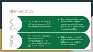 RNA VS DNA
● RNA, containing a ribose
sugar, is more reactive than
DNA and is not stable in
alkaline conditions
● RNA forms in the nucleolus,
and then moves to
specialised regions of the
cytoplasm depending on the
type of RNA formed
● Due to its deoxyribose sugar,
which contains one less
oxygen-containing hydroxyl
group, DNA is a more stable
molecule than RNA,
● DNA is found in the nucleus,
with a small amount of DNA
also present in mitochondria.
 