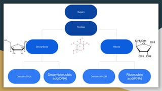 Sugars
Ribose
Deoxyribose
Contains:OH,H
Deoxyribonucleic
acid(DNA)
Contains:OH,OH
Ribonucleic
acid(RNA)
Pentose
 