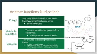 Another functions Nucleotides
Energy
They carry chemical energy in their easily
hydrolyzed phosphoanhydride bonds.
● Like ATP,ADP,etc
Metabolic
regulators
They combine with other groups to form
coenzymes.
● coenzymes like NAD and NADP
Signaling
They are used as signaling molecules in
the cell.
● cyclic AMP (cAMP), a messenger molecule
which regulate metabolism and transport chemical
signals to cells.
which come from ADP
 