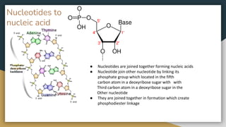 Nucleotides to
nucleic acid
● Nucleotides are joined together forming nucleic acids
● Nucleotide join other nucleotide by linking its
phosphate group which located in the fifth
carbon atom in a deoxyribose sugar with with
Third carbon atom in a deoxyribose sugar in the
Other nucleotide
● They are joined together in formation which create
phosphodiester linkage
 