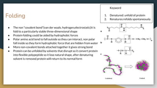 Keyword
1. Denatured: unfold of protein
2. Renatures:refolds spontaneously
Folding
● The non “covalent bond”(van der waals, hydrogen,electrostatic)it is
fold to a particularly stable three-dimensional shape
● Protein folding could be aided by hydrophobic forces
● Polar amino acid tend to fall outside so they can interact, non polar
fall inside so they form hydrophobic force that are hidden from water
● More non-covalent bonds attached together it gives strong bond
● Protein can be unfolded by solvents that disrupt so it convert protein
into flexible polypeptide so it lose natural shape, after denaturing
solvent is removed protein will return to its normal form
 