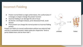 ● Protein normal folds to single conformation, this conformation if
it changes in shape it change the protein function
● Incorrect folding it can damage the cell or tissue
● Al zheimer ,Huntington disease, prion disease(animal), Jacob
disease
● Prion protein can change the normal protein to incorrect folding
protein
Protein can fold to its correct conformation without any external help
and this is assisted by protein called molecular chaperones “bind to
partly folded chains and let them fold”.i
Incorrect Folding
 