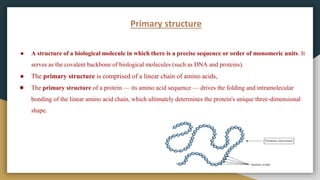 Primary structure
● A structure of a biological molecule in which there is a precise sequence or order of monomeric units. It
serves as the covalent backbone of biological molecules (such as DNA and proteins).
● The primary structure is comprised of a linear chain of amino acids,
● The primary structure of a protein — its amino acid sequence — drives the folding and intramolecular
bonding of the linear amino acid chain, which ultimately determines the protein's unique three-dimensional
shape.
 