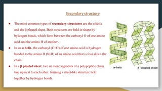 Secondary structure
● The most common types of secondary structures are the α helix
and the β pleated sheet. Both structures are held in shape by
hydrogen bonds, which form between the carbonyl O of one amino
acid and the amino H of another.
● In an α helix, the carbonyl (C=O) of one amino acid is hydrogen
bonded to the amino H (N-H) of an amino acid that is four down the
chain.
● In a β pleated sheet, two or more segments of a polypeptide chain
line up next to each other, forming a sheet-like structure held
together by hydrogen bonds.
 