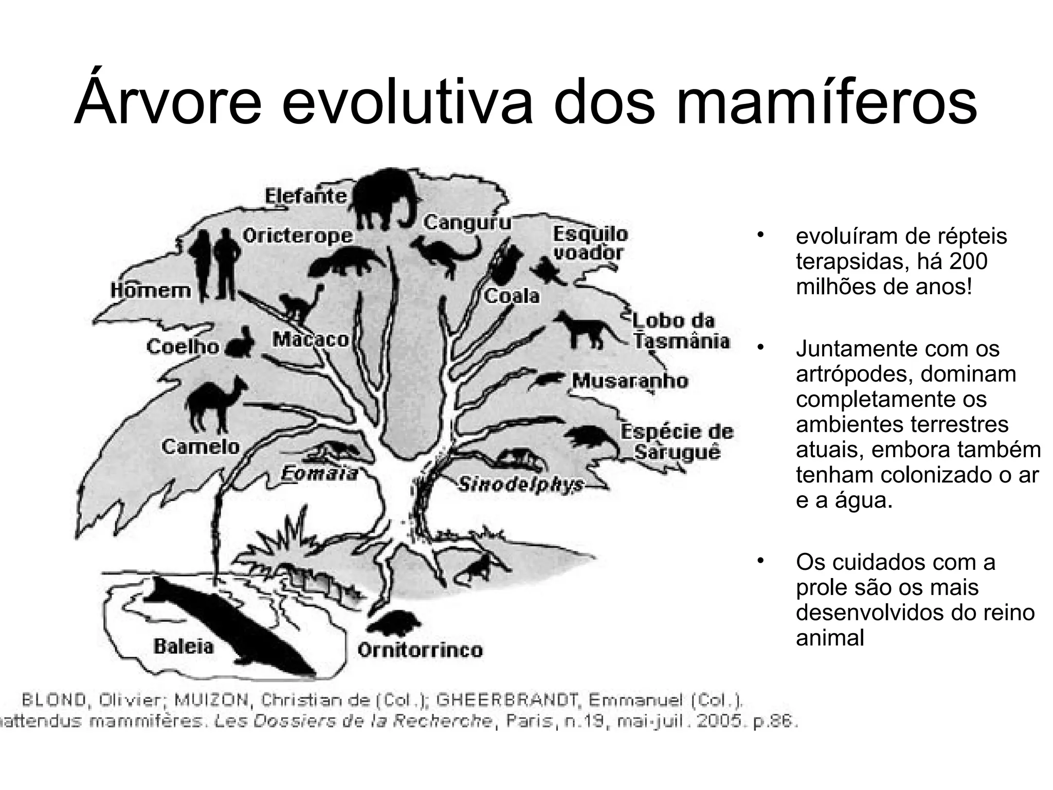 Árvore evolutiva dos mamíferos
• evoluíram de répteis
terapsidas, há 200
milhões de anos!
• Juntamente com os
artrópodes, dominam
completamente os
ambientes terrestres
atuais, embora também
tenham colonizado o ar
e a água.
• Os cuidados com a
prole são os mais
desenvolvidos do reino
animal
 