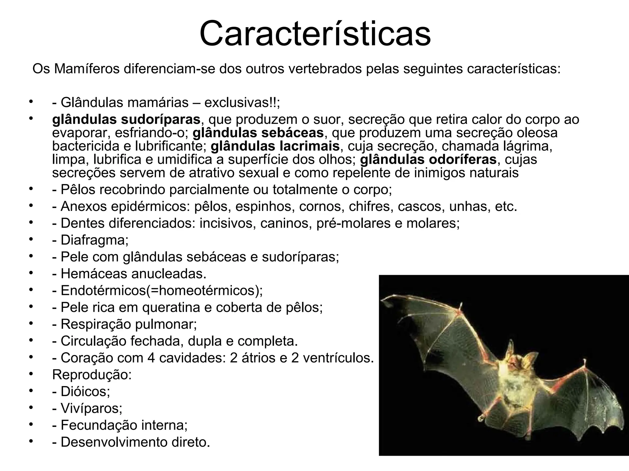 Características
Os Mamíferos diferenciam-se dos outros vertebrados pelas seguintes características:
• - Glândulas mamárias – exclusivas!!;
• glândulas sudoríparas, que produzem o suor, secreção que retira calor do corpo ao
evaporar, esfriando-o; glândulas sebáceas, que produzem uma secreção oleosa
bactericida e lubrificante; glândulas lacrimais, cuja secreção, chamada lágrima,
limpa, lubrifica e umidifica a superfície dos olhos; glândulas odoríferas, cujas
secreções servem de atrativo sexual e como repelente de inimigos naturais
• - Pêlos recobrindo parcialmente ou totalmente o corpo;
• - Anexos epidérmicos: pêlos, espinhos, cornos, chifres, cascos, unhas, etc.
• - Dentes diferenciados: incisivos, caninos, pré-molares e molares;
• - Diafragma;
• - Pele com glândulas sebáceas e sudoríparas;
• - Hemáceas anucleadas.
• - Endotérmicos(=homeotérmicos);
• - Pele rica em queratina e coberta de pêlos;
• - Respiração pulmonar;
• - Circulação fechada, dupla e completa.
• - Coração com 4 cavidades: 2 átrios e 2 ventrículos.
• Reprodução:
• - Dióicos;
• - Vivíparos;
• - Fecundação interna;
• - Desenvolvimento direto.
 